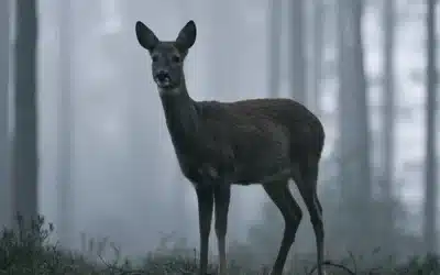 Wildlife at Burlingame: What You Might Encounter on the Course and Trails